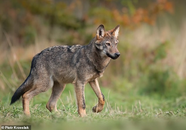 Domestic dogs show a substantial decrease in brain size compared to their wild ancestor, the gray wolf (Canis lupus, pictured)