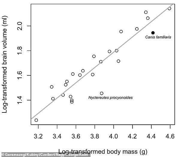 This graph represents the brain size (y axis) and body size (x axis) of individual canid species, including the domestic dog (Canis familiaris). Note the outlier, the common raccoon dog (Nyctereutes procyonoides), which has an unusually small brain for its medium-sized body.