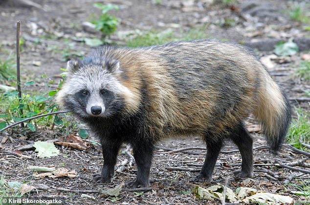 Pictured is the common raccoon dog (Nyctereutes procyonoides), a species of wild canid that hibernates.