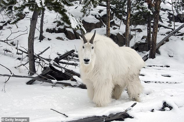 Rocky Mountain goats typically live up to 15 years in the wild and are known for their white coats, dark horns, and strong bodies.