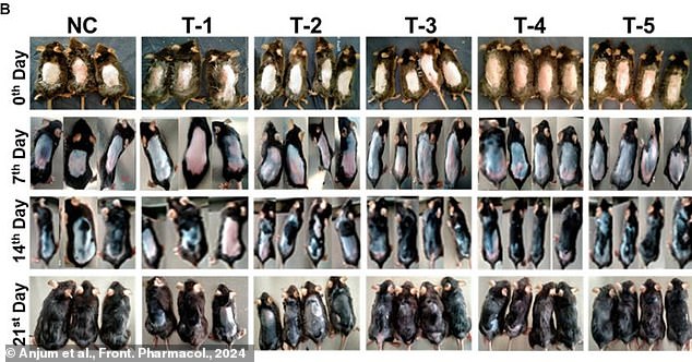 Researchers found that a natural sugar called 2-deoxy-D-ribose could promote hair growth in mice. Mice in the T3 and T5 cells were treated with this sugar and experienced a significant improvement in hair growth.