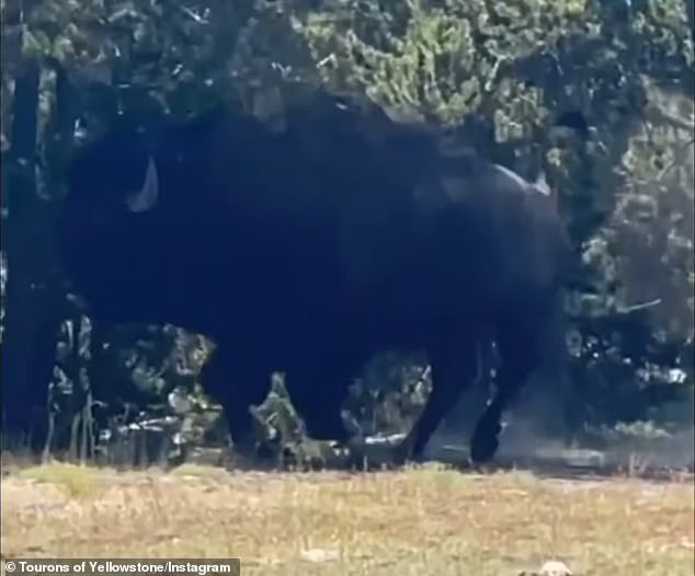 The bison, visibly irritated and with its tail raised, charged towards the family through the trees.