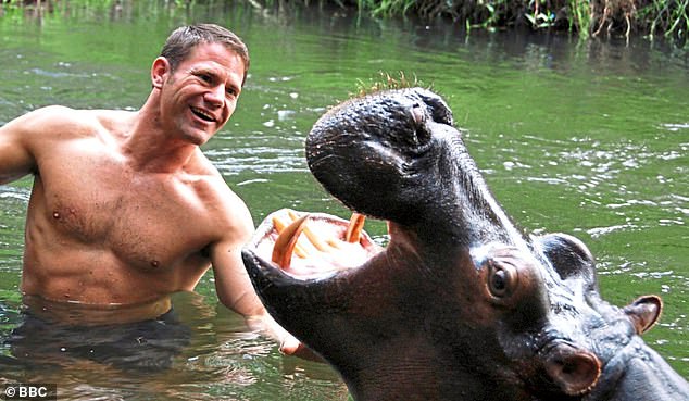 Steve is pictured with a hippo in South Africa, one of the most dangerous, grumpy and unpredictable animals.