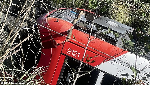 More than 60 passengers were trapped on a tram when strong winds in Sydney caused a tree to fall onto overhead power lines