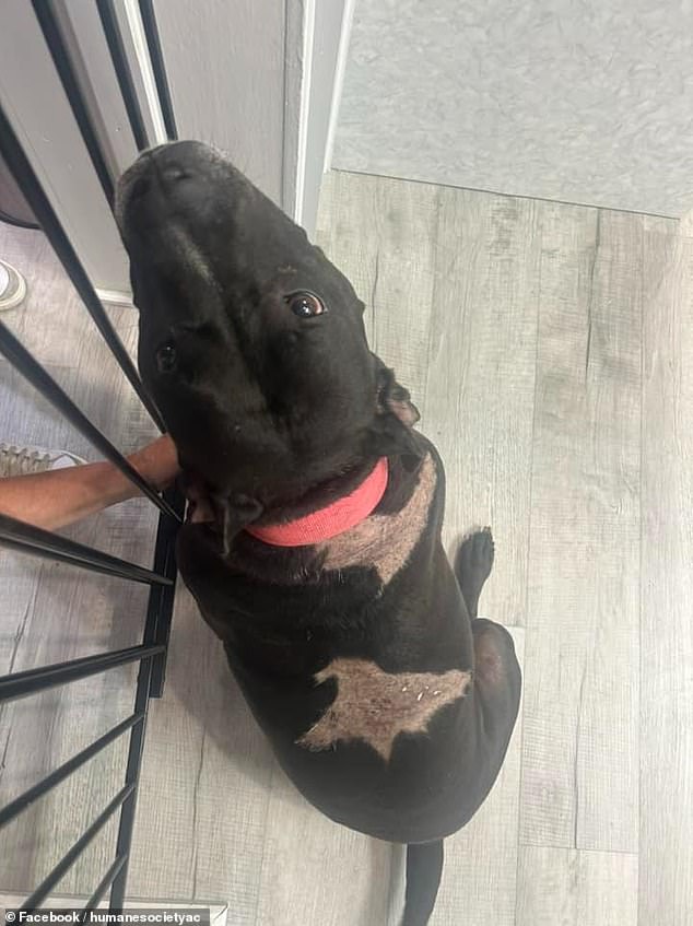 Jessie Scholder, the shelter's assistant director, found the pit bull wearing a tan T-shirt the next morning and confirmed the pet had no injuries.