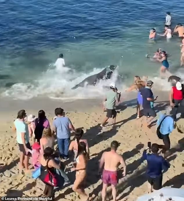 Earlier this month, beachgoers at La Jolla Cove were left screaming and crying after a protective sea lion attacked them.