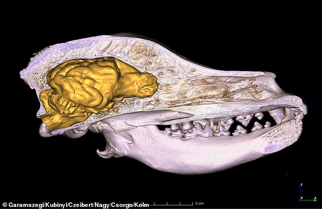 Domestic dogs' brains have evolved to become smaller because they live in a simpler environment compared to their wild counterparts. Pictured here is a 3D model of the dog's brain based on a high-resolution CT scan.