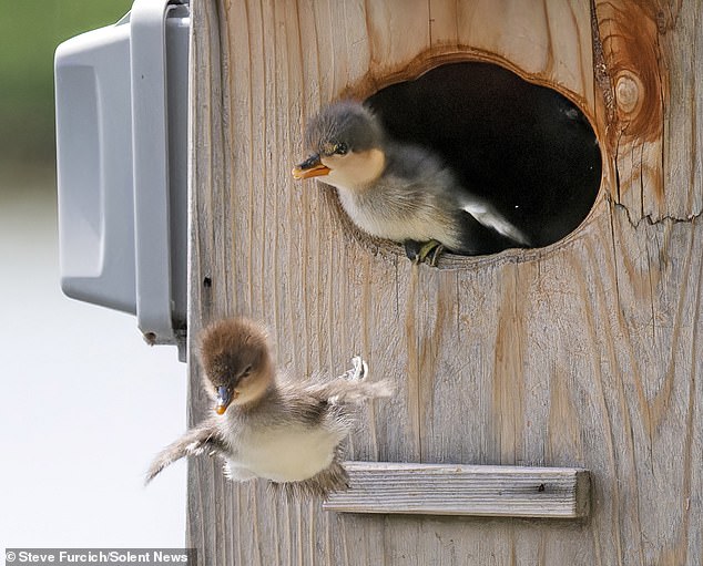 Two ducklings are caught jumping out of their nest near Lake Bavaria in Minnesota