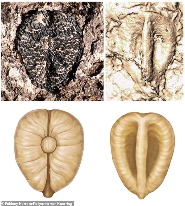 Lithouva from Colombia is the oldest fossil grape in the Western Hemisphere, about 60 million years old. The top figure shows the fossil accompanied by a CT reconstruction. The bottom shows the artist's reconstruction.