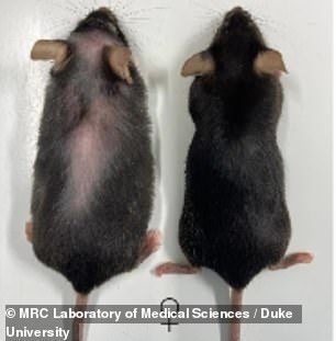 The team designed a miracle drug that disables a protein linked to accelerated aging and found that it extended the lifespan of rats by 25 percent.