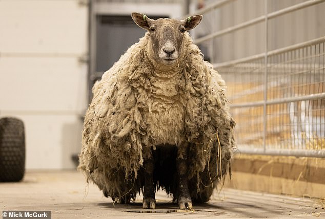 Britain's loneliest sheep had a huge, heavy fleece when she was rescued