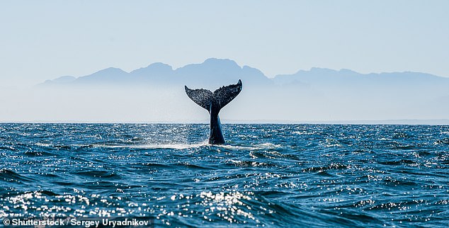 John was taken to hospital in critical condition after a whale struck his boat on Tuesday (file image)