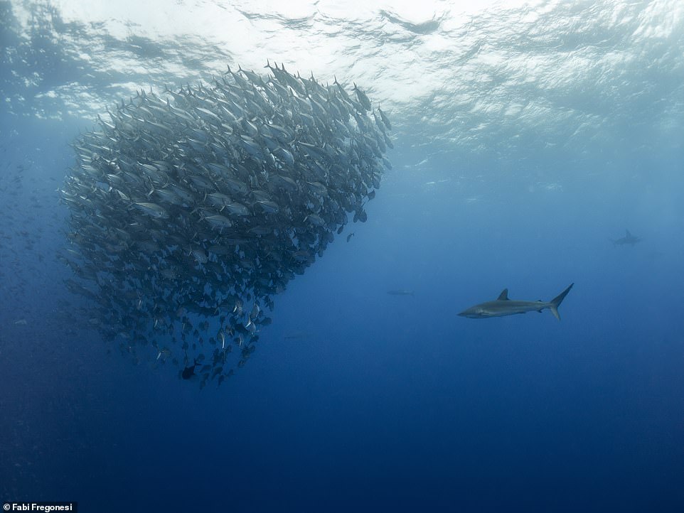 This image captures a shark menacingly approaching a school of fish in the Galapagos Islands, Fabi's favourite spot for taking underwater photos. She said: 