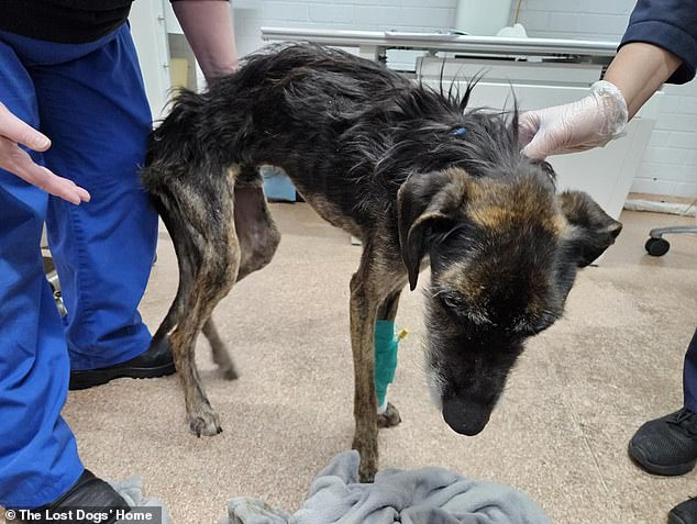 A five-year-old Staghound named Atticus was found infested with fleas and lice in an emaciated state on June 21 and is now being cared for at the Lost Dogs Home in Melbourne.