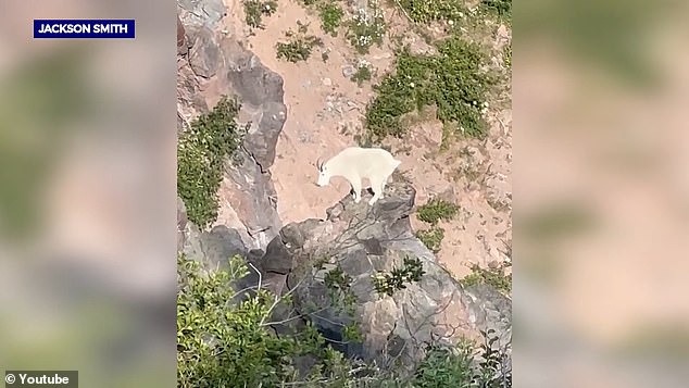 Rocky Mountain goats are Oregon's rarest game mammal and are most common in the eastern part of the state and the Central Cascades.