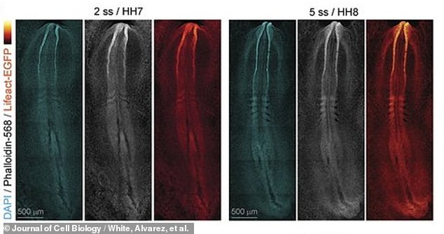 The researchers, molecular scientists at the University of Queensland in Australia, report that these new videos could soon help modern medicine understand congenital birth defects and how to correct them. Above, images of the early formation of the embryo's spine and brain