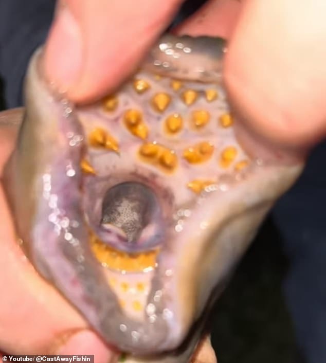 The fish gets its nickname from its sucker-like mouth and sharp teeth, which it uses to catch its victim and feed on its bodily fluids, sometimes feasting for weeks.