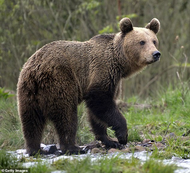 Pictured: A bear in the mountains of Romania. On Tuesday, a 19-year-old woman was attacked and killed by a bear in Romania.