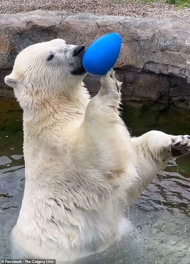 Necropsy results confirmed that Baffin suffered a crushing injury to his trachea that caused him to drown.