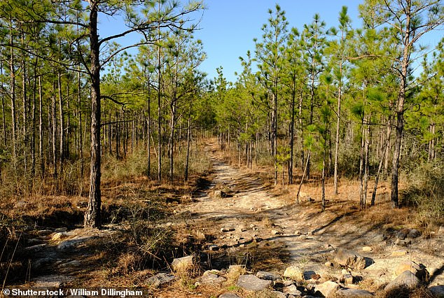 The group had reportedly ventured about 1.5 miles up the Back Bone Trail in southern Natchitoches Parish to camp after their graduation festivities.