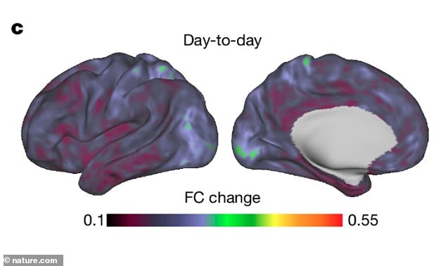 Researchers at Washington University School of Medicine studied how participants reacted to taking psilocybin, the main active ingredient in magic mushrooms. Pictured: Participant's brain before psilocybin was administered