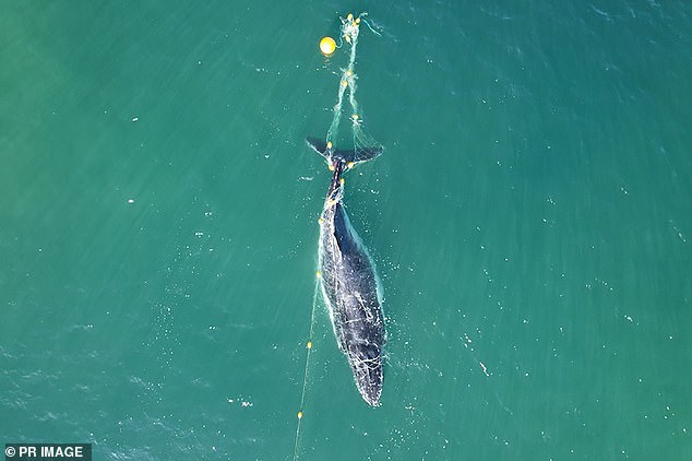 Authorities said they are trying to strike a balance between protecting people and marine life (pictured: a whale entangled in a shark net in Noosa, Queensland)