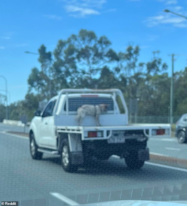 A driver divided social media users last year after he was spotted travelling along the Pacific Motorway on the Gold Coast with his dog tied to the back of his van (pictured)