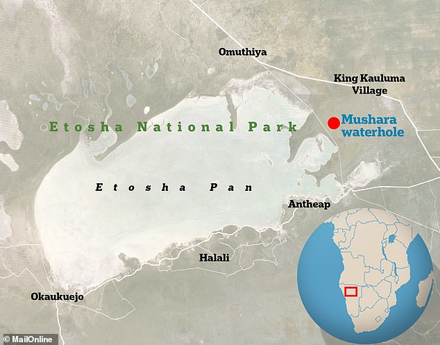 The experts studied elephants at the Mushara waterhole in Etosha National Park, Namibia, one of the largest national parks in Africa.