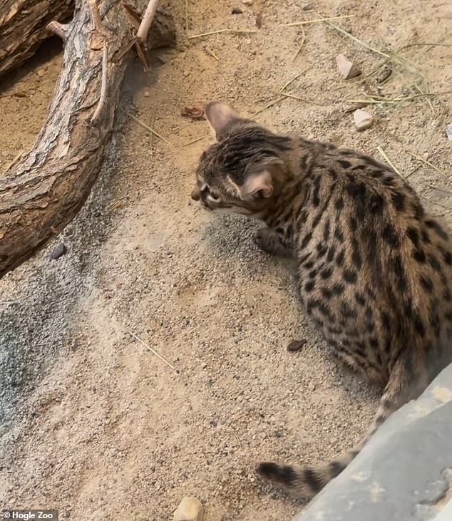 But don't be fooled. Despite being a unique cat and weighing just a few kilos, the black-footed Gaia cat is one of the deadliest felines on the planet, despite having a shape clearly similar to that of a friend.