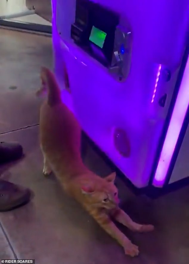 An orange feline nonchalantly walked out of a playroom, seemingly unfazed by its odd exit. Dr. Anna suggested that the orange cats' playful behavior: 