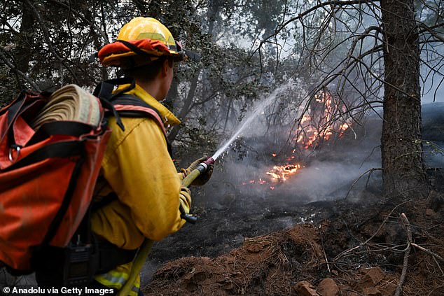 More than 5,000 firefighters are battling the park fire that was allegedly started by a man who pushed his burning car into a ravine at the top of Bidwell Park near the city of Chico last week.