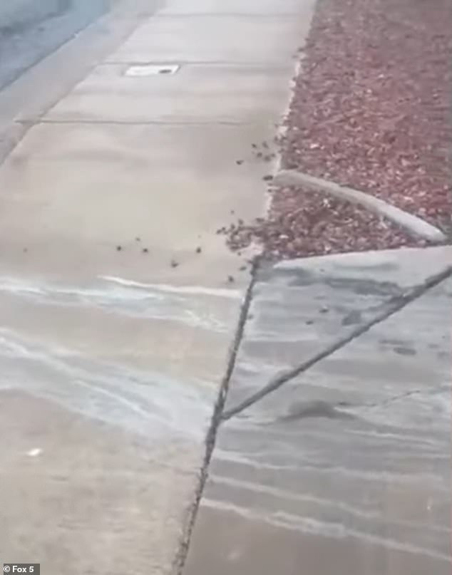 Dried lines of what are believed to be the man's bodily fluids are seen stuck to the driveway and sidewalk.