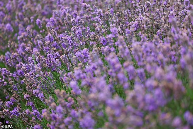 Although the aromatic purple plant, lavender (pictured), is known to put humans to sleep, it's not so good for our pets' stomachs.