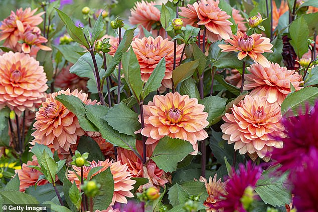 Another pretty but not so pet-friendly plant, dahlias (pictured) have a large pompom-like flower that contains toxic compounds that, while mild, are worth avoiding for pet owners.