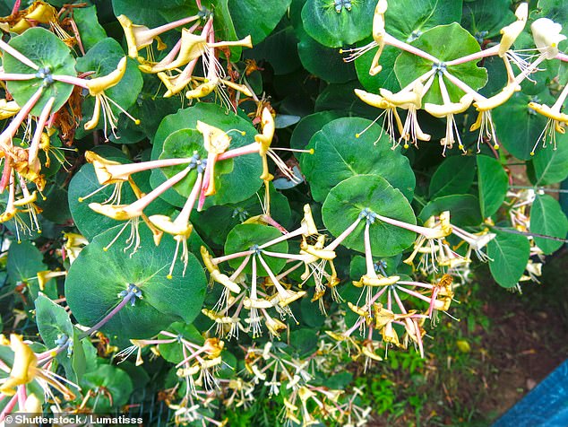 Honeysuckle (pictured)