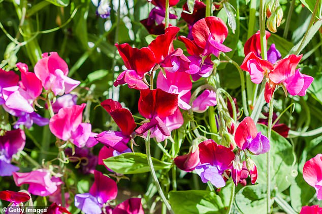 Sweet peas (pictured) are considered toxic to our furry family members because they contain a compound called beta-aminopropionitrile (BAPN), which is a toxic amino acid.