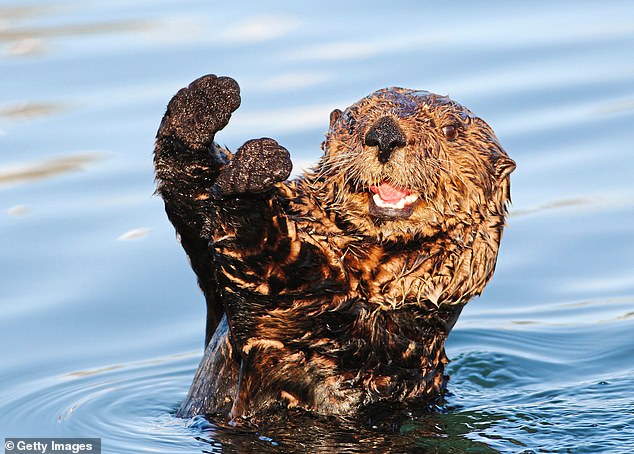 Michael watches sea otters 