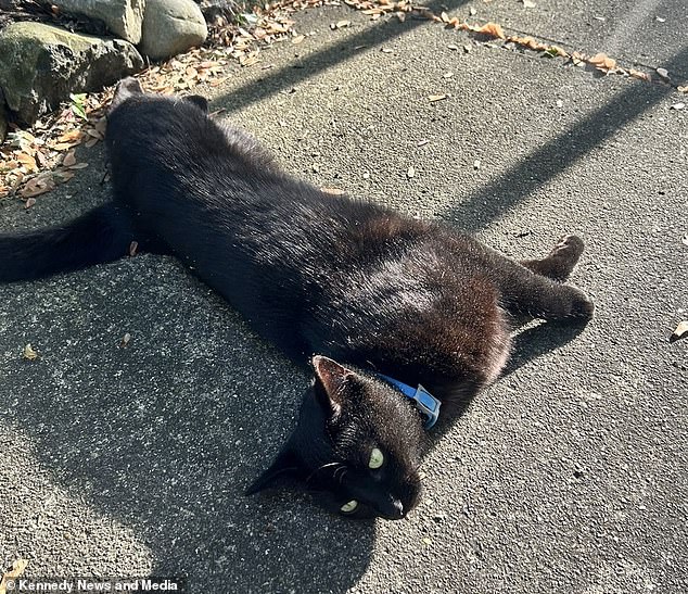 But a week later she discovered a golf ball-sized lump under her armpit. She initially ruled out a possible case of cat scratch fever, a bacterial infection that can be triggered by a bite or scratch from a feline. Pictured here, black cat Edgar