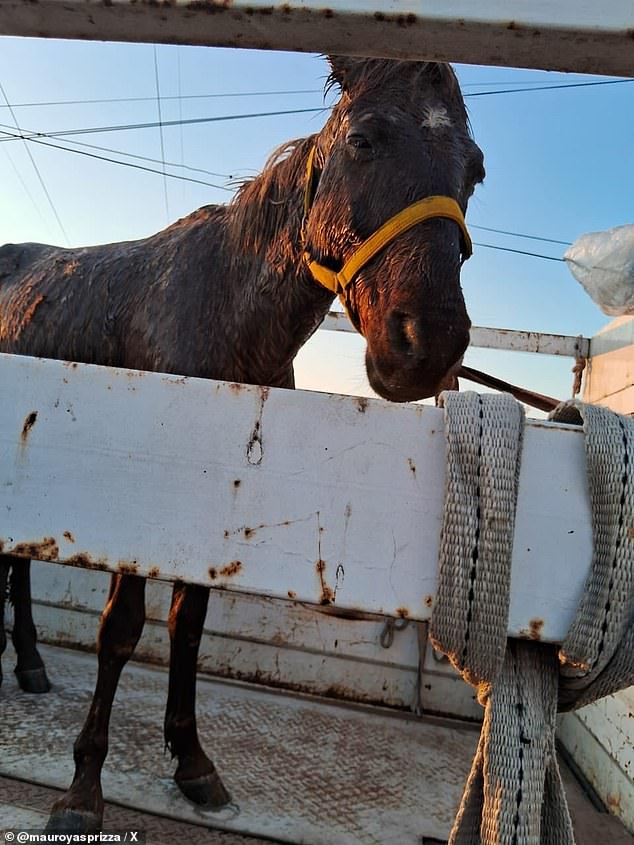 The horse has been named Alexis, after the Argentine and Liverpool star Alexis Mac Callister, due to the similarity in the shade of red of his coat.