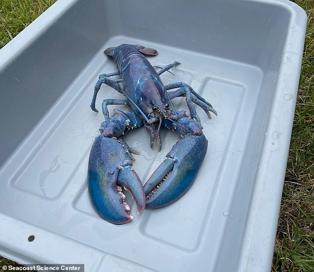 The cotton candy lobster's drastic change in coloration may be due to it having unusually low levels of astaxanthin from being fed a different diet of baitfish, rather than the typical diet of crabs and shrimp that are rich in the compound.