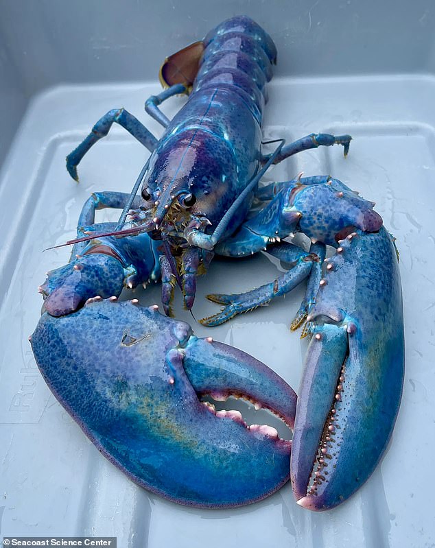 The Seacoast Science Center said it hopes to put the cotton candy lobster on display at its facility in Rye, New Hampshire, within the next two to three weeks.