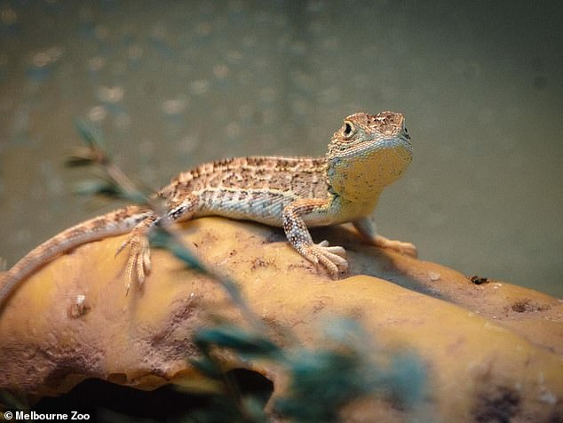 Zoos Victoria is training a team of sniffer dogs to detect the earless dragons of Victorian grasslands (pictured)