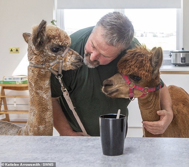 Dannie Burns raised Annie after she was rejected as a baby. She is already a mother to Baillie, the alpaca who thinks he's a dog, and is pregnant again