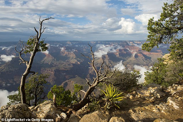 There have been nine deaths at the Grand Canyon this year due to heart problems, natural causes, suicide and more.