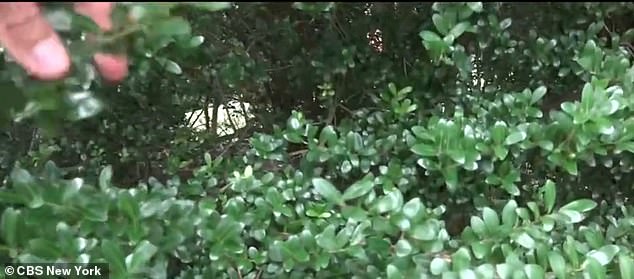 Police said it was camouflaged with fake vegetation and connected to a cellular hotspot to transmit surveillance footage.