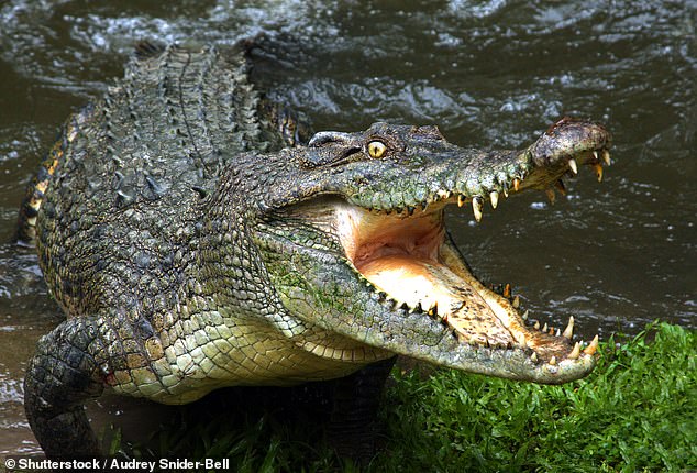 It is believed to have been caught by a 4.5-metre male saltwater crocodile (file image pictured) that inhabits that stretch of the waterway, known to locals as 'Crocodile Bend'.