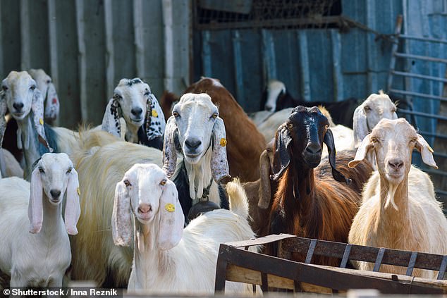 Goat plague, technically called peste des petits ruminants (PPR), can kill between one-third and 100 percent of the herds it infects, with symptoms beginning about three weeks after initial infection.