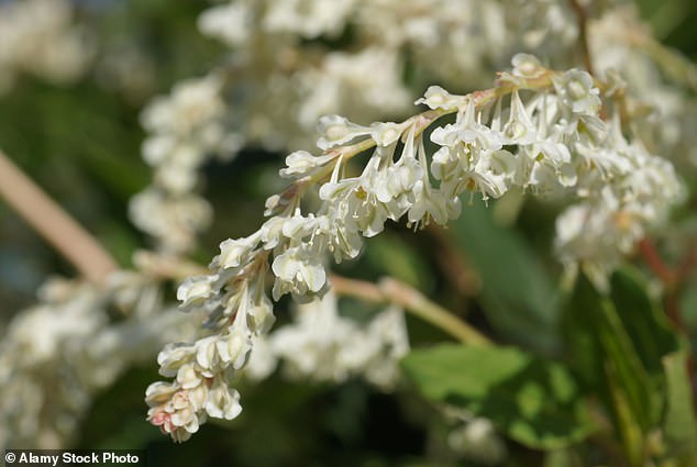 Russian creeper (pictured) - Fallopia baldschuanica - is a stubborn and often invasive climber that is also commonly known by the names mile-a-minute creeper, Bukhara fleece flower, Chinese fleece creeper and silver lace creeper.