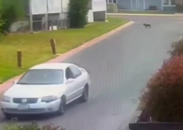 The heartbreaking moment went viral after surveillance footage showed the helpless pup chasing a car moments after being abandoned in a trailer park in Fresno, California, on April 25.