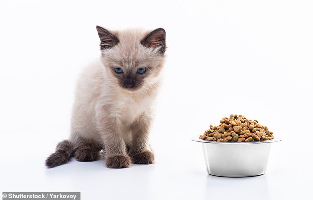 Researchers at Oakland University have revealed that cats show key signs of grief after the death of another pet in the same household. This includes changes in diet (file image)